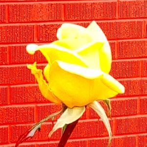 Meet your Posher, Veronicashelley10@gmail.com